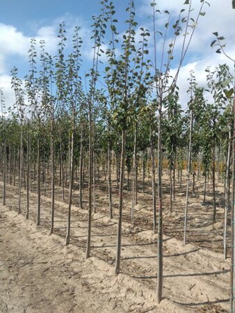 Prunus d. 'Monarch' 10-12 Hoogstam wortelgoed - afbeelding 4