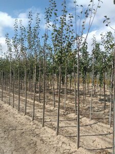 Prunus d. 'Monarch' 10-12 Hoogstam wortelgoed - afbeelding 4