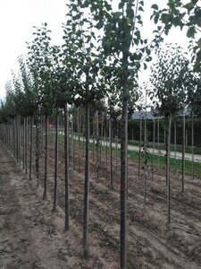 Prunus d. 'Opal' (vroeg) 10-12 Hoogstam wortelgoed - afbeelding 3