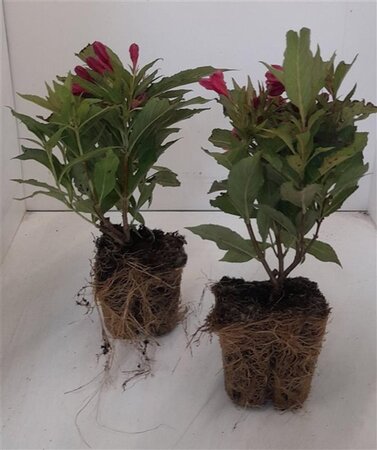 Prunus d. 'Opal' (vroeg) 6-8 Hoogstam wortelgoed - afbeelding 4