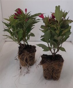 Prunus d. 'Opal' (vroeg) 6-8 Hoogstam wortelgoed - afbeelding 4