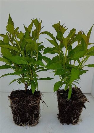 Prunus d. 'Opal' (vroeg) 6-8 Hoogstam wortelgoed - afbeelding 5