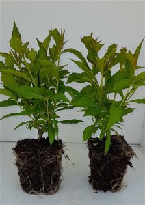 Prunus d. 'Opal' (vroeg) 6-8 Hoogstam wortelgoed - afbeelding 5