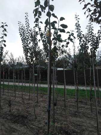 Prunus d. 'Opal' (vroeg) 6-8 Hoogstam wortelgoed - afbeelding 3