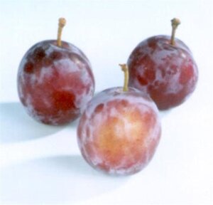 Prunus d. 'Opal' (vroeg) 8-10 STA4 BR - image 5