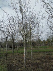 Prunus d. 'Reine Claude d'Althan' = Conducta 25-30 Hoogstam draadkluit 4 X verplant - afbeelding 1