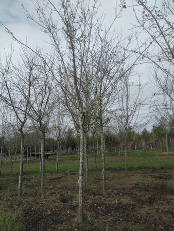 Prunus d. 'Reine Claude d'Althan' = Conducta 25-30 STA WRB 4 X V - image 1