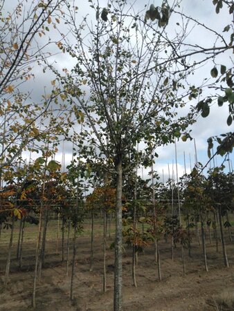 Prunus d. 'Reine Claude d'Althan' = Conducta 30-35 Hoogstam draadkluit 4 X verplant - afbeelding 1