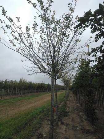 Prunus d. 'Reine Claude d'Althan' = Conducta 30-35 Hoogstam draadkluit 4 X verplant - afbeelding 2