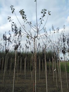 Prunus d. 'Reine Claude Crottée' = Verte= Dorée 10-12 STA BR