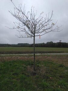 Prunus d. 'Reine Claude Crottée' = Verte= Dorée 25-30 Hoogstam draadkluit 4 X verplant