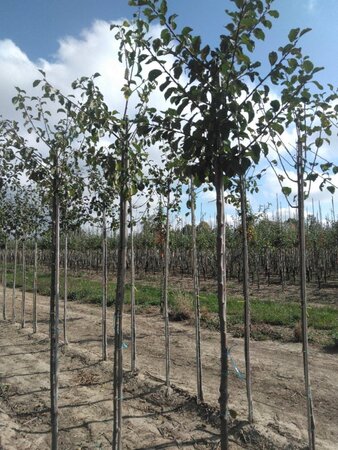 Prunus d. 'Reine Claude Crottée' = Verte= Dorée 6-8 Hoogstam wortelgoed