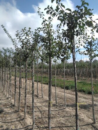 Prunus d. 'Reine Claude Crottée' = Verte= Dorée 8-10 Hoogstam wortelgoed