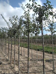 Prunus d. 'Reine Claude Crottée' = Verte= Dorée 8-10 Hoogstam wortelgoed