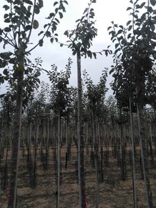 Prunus d. 'Reine Claude d'Oullins' GEELGROEN 10-12 Hoogstam wortelgoed - afbeelding 3