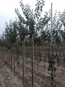 Prunus d. 'Reine Claude d'Oullins' GEELGROEN 10-12 STA BR - image 4