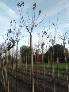 Prunus d. 'Reine Claude d'Oullins' GEELGROEN 10-12 STA BR - image 5