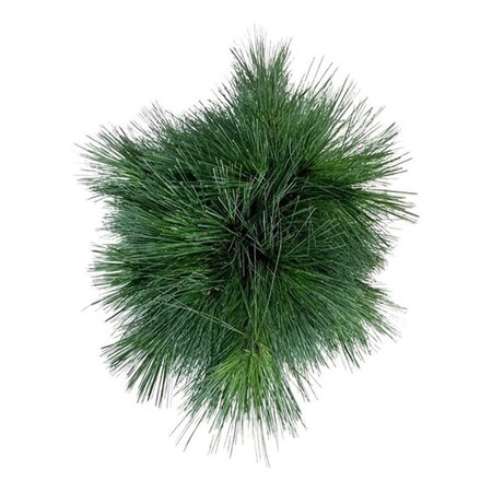 Prunus d. 'Reine Claude d'Oullins' GEELGROEN 20-25 Hoogstam draadkluit 4 X verplant - afbeelding 5