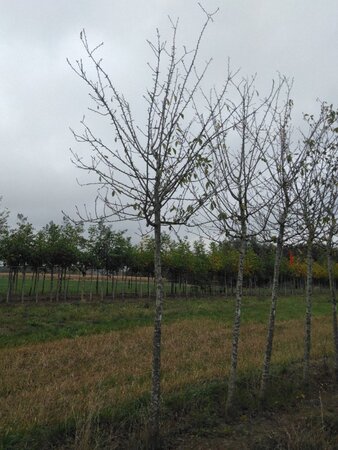 Prunus d. 'Reine Claude d'Oullins' GEELGROEN 20-25 Hoogstam draadkluit 4 X verplant - afbeelding 4