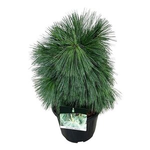 Prunus d. 'Reine Claude d'Oullins' GEELGROEN 20-25 Hoogstam draadkluit 4 X verplant - afbeelding 7