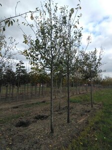 Prunus d. 'Reine Claude d'Oullins' GEELGROEN 20-25 Hoogstam draadkluit 4 X verplant - afbeelding 3