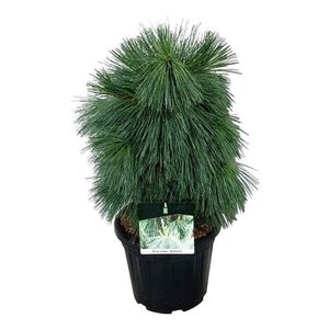 Prunus d. 'Reine Claude d'Oullins' GEELGROEN 20-25 STA WRB 4 X V - image 6