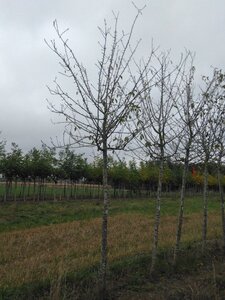 Prunus d. 'Reine Claude d'Oullins' GEELGROEN 20-25 STA WRB 4 X V - image 4