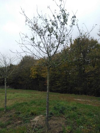 Prunus d. 'Reine Claude d'Oullins' GEELGROEN 25-30 Hoogstam draadkluit 4 X verplant - afbeelding 3