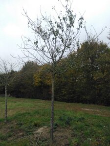 Prunus d. 'Reine Claude d'Oullins' GEELGROEN 25-30 Hoogstam draadkluit 4 X verplant - afbeelding 3