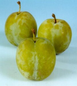 Prunus d. 'Reine Claude d'Oullins' GEELGROEN 8-10 Hoogstam wortelgoed - afbeelding 6