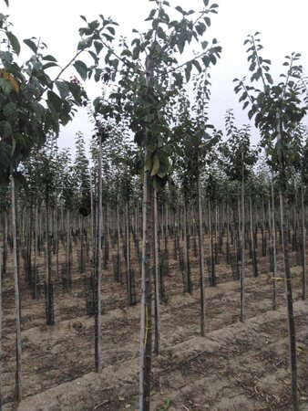 Prunus d. 'Reine Claude d'Oullins' GEELGROEN 8-10 Hoogstam wortelgoed - afbeelding 5