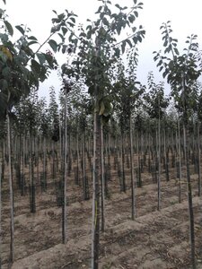 Prunus d. 'Reine Claude d'Oullins' GEELGROEN 8-10 Hoogstam wortelgoed - afbeelding 5