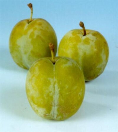 Prunus d. 'Reine Claude d'Oullins' GEELGROEN 8-10 Hoogstam wortelgoed - afbeelding 8