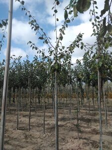 Prunus d. 'Victoria' (laat) ROOD/ROZE 10-12 Hoogstam wortelgoed - afbeelding 5