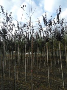 Prunus d. 'Victoria' (laat) ROOD/ROZE 10-12 Hoogstam wortelgoed - afbeelding 6