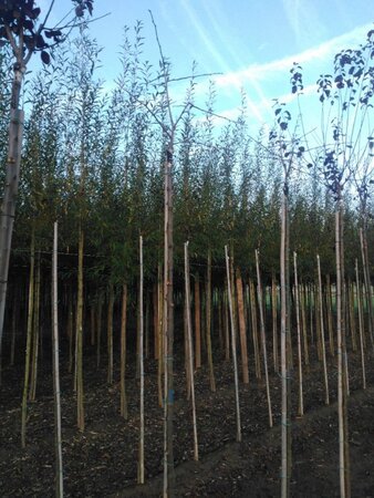 Prunus d. 'Victoria' (laat) ROOD/ROZE 6-8 Hoogstam wortelgoed - afbeelding 6