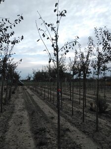 Prunus d. 'Victoria' (laat) ROOD/ROZE 6-8 Hoogstam wortelgoed - afbeelding 5