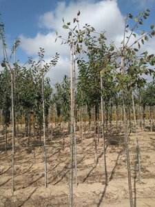 Prunus d. 'Victoria' (laat) ROOD/ROZE 8-10 Hoogstam wortelgoed - afbeelding 5