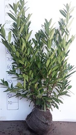 Prunus l. 'Caucasica' 100-125 cm met kluit - afbeelding 8