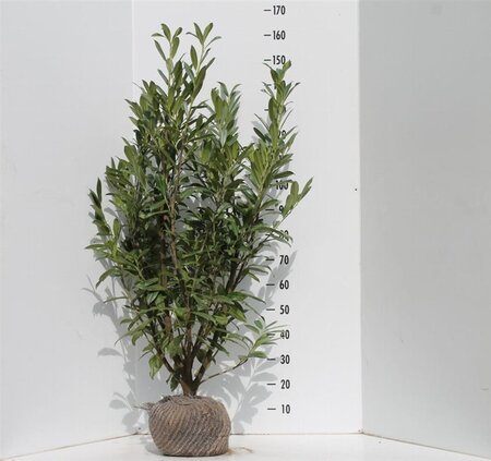 Prunus l. 'Caucasica' 100-125 cm met kluit - afbeelding 3