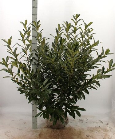 Prunus l. 'Caucasica' 100-125 cm met kluit - afbeelding 11