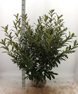 Prunus l. 'Caucasica' 100-125 cm met kluit - afbeelding 15