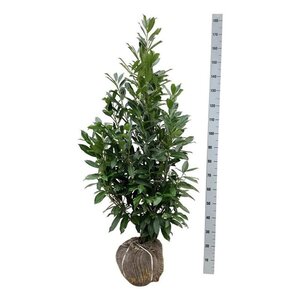 Prunus l. 'Caucasica' 125-150 cm met kluit - afbeelding 9