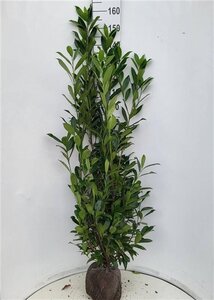 Prunus l. 'Caucasica' 125-150 cm met kluit - afbeelding 15