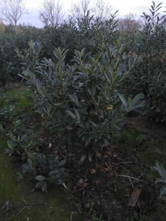 Prunus l. 'Caucasica' 125-150 cm met kluit - afbeelding 2