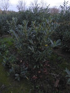 Prunus l. 'Caucasica' 125-150 cm met kluit - afbeelding 2