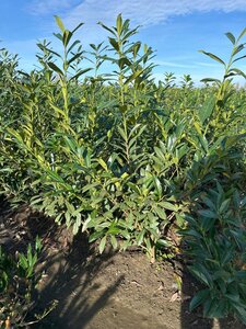 Prunus l. 'Caucasica' 125-150 cm met kluit - afbeelding 4