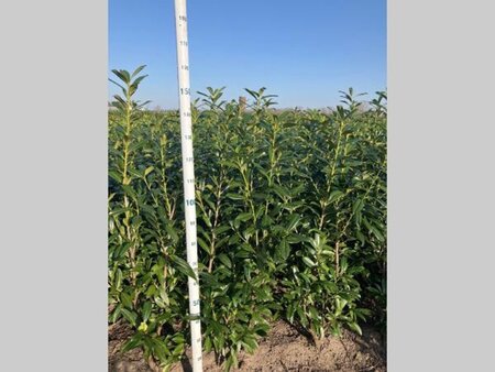 Prunus l. 'Caucasica' 125-150 cm met kluit - afbeelding 9