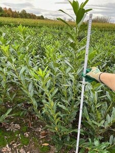 Prunus l. 'Caucasica' 125-150 cm met kluit - afbeelding 10