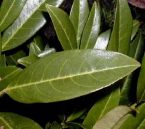 Prunus l. 'Caucasica' 150-175 cm met kluit - afbeelding 10